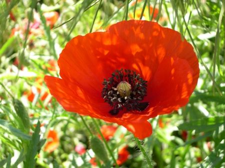 fleur_coquelicot_campagne_gers_valence_433620