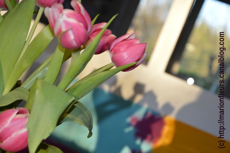 Tulipes, marionfleurs