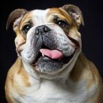 Bulldog anglais