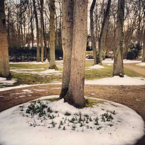 Parterre_floral
