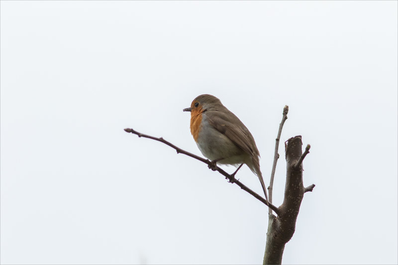 Oiseau RG 1 220323