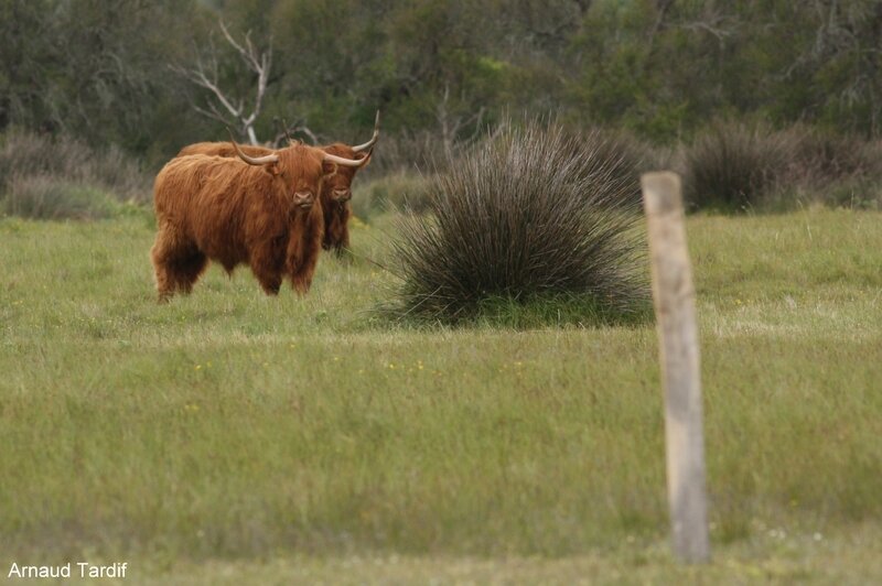 00329 Oléron Mai 2017 - La Réserve Naturelle des Marais d'Yves blog