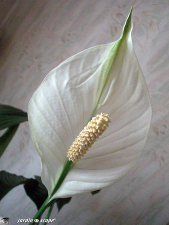Fleur_de_Spathiphyllum