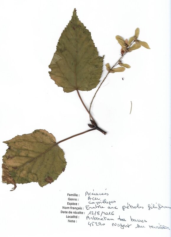 acer capillipes