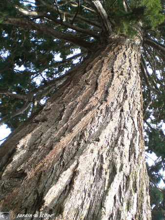 Sequoiadendron_giganteum_buchh