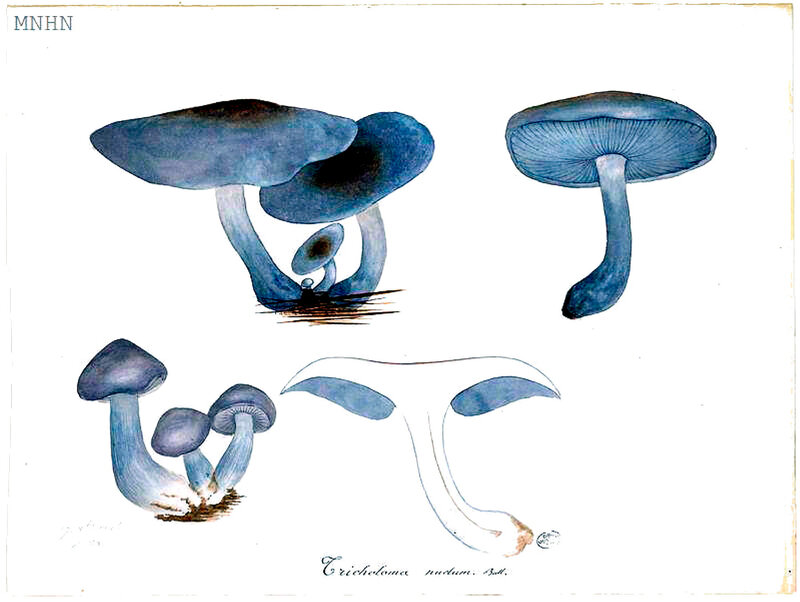 198 Tricholoma nudum Bull