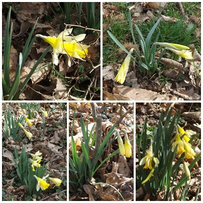 Jonquilles & primevères (6)