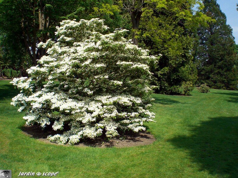 Viburnum plicatum