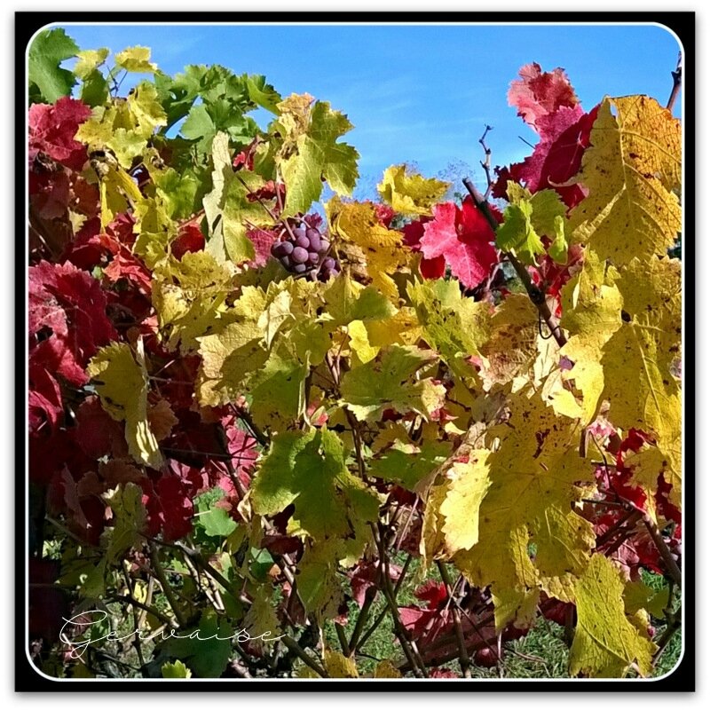 S36-Vignes