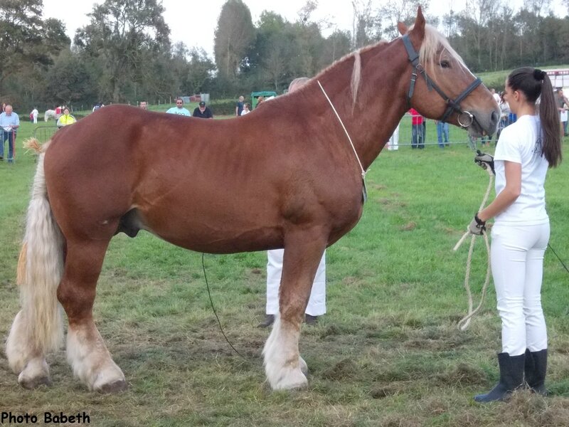 Upsilon deBouquinghen - Concours des Etalons - Samer (62) - 27/09/2014 - 6e (6 & 7 ans)