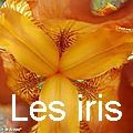 LES IRIS