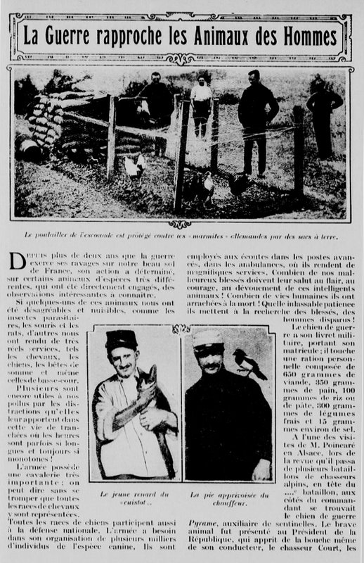 Guerre animaux hommes1