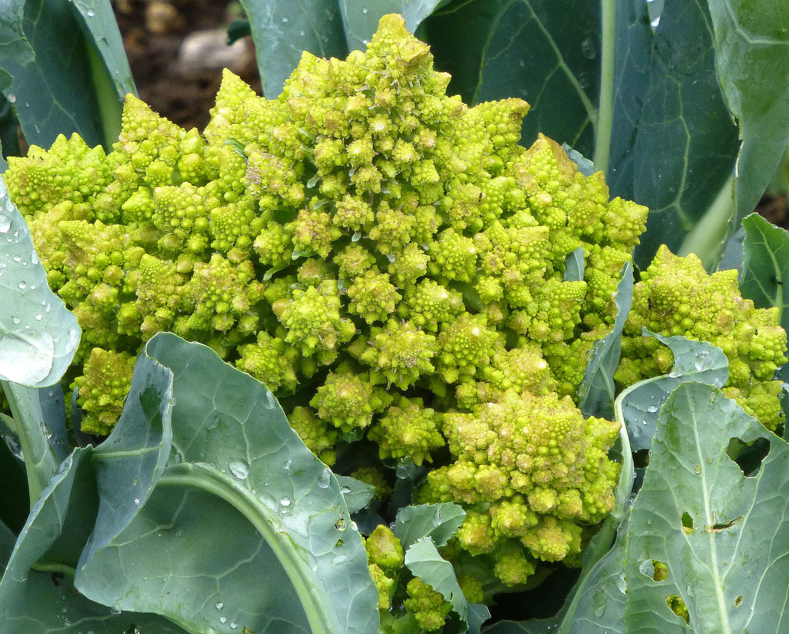 chou romanesco