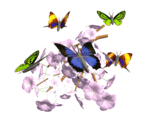 Papillons_qui_volent