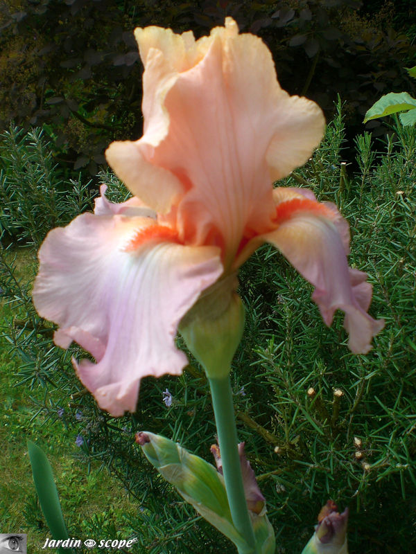 Iris 'Goodbye Heart