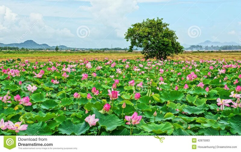 voyage-du-vietnam-delta-du-mékong-étang-de-lotus-42875063