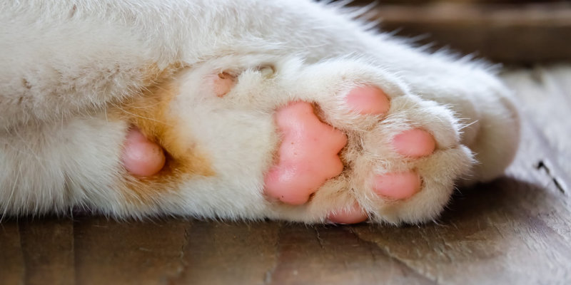 Pourquoi-certains-chats-ont-les-poils-longs-1140x570