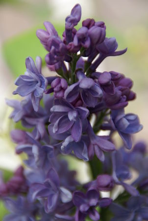 lilas