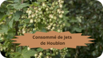19 HOUBLON(1)Consommé de Jets de Hooublon-modified(1)