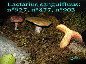 Lactarius sanguifluus n°927 n°877 n°903