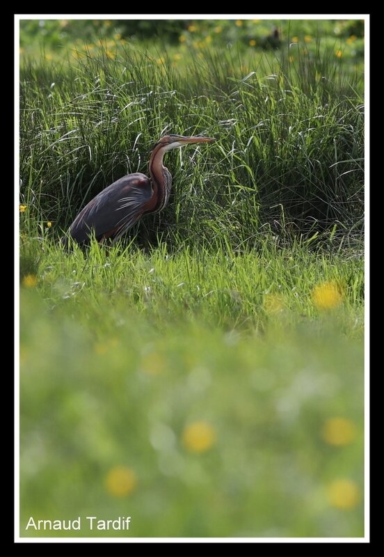 00748 Oléron Avril 2019 - Marais de Brouage - Côté Droit