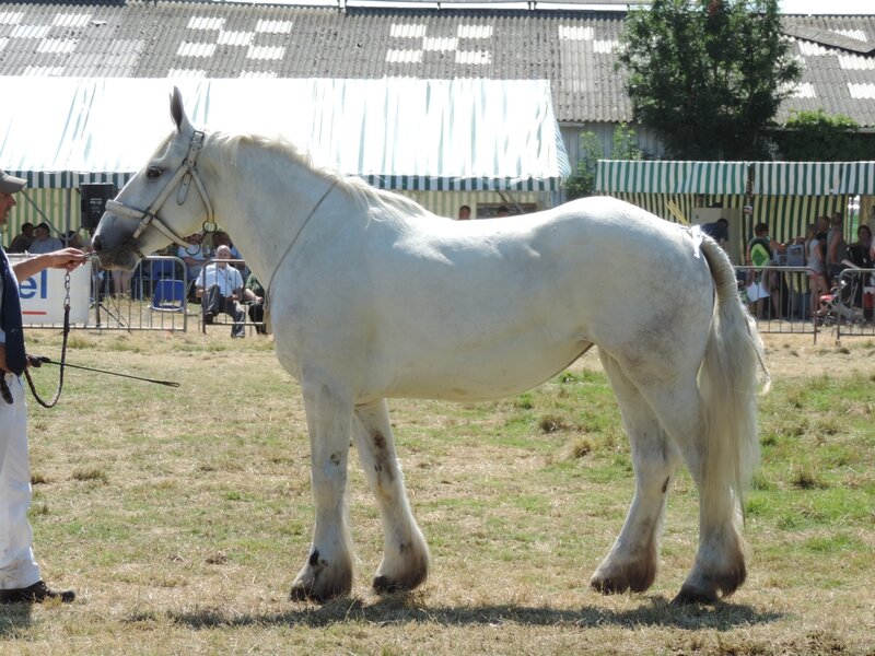 Diva du Boncoin - 23 Juillet 2016 - National Boulonnais - 5e (3 ans)