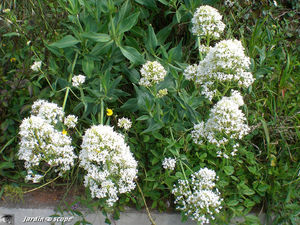 9026_Centrathus_alba