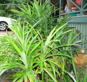 pandanus_amaryllifolius