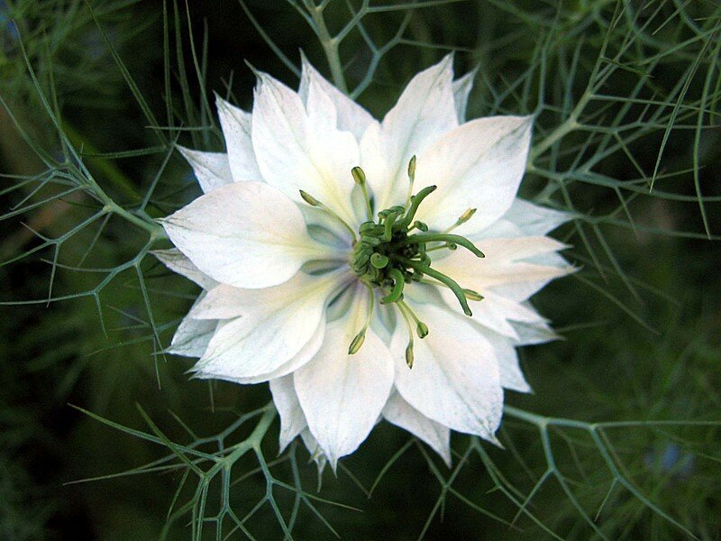 nigelle