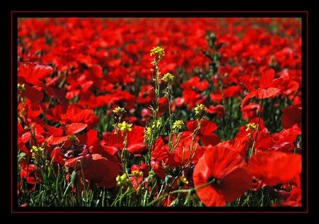 coquelicots_6_ter