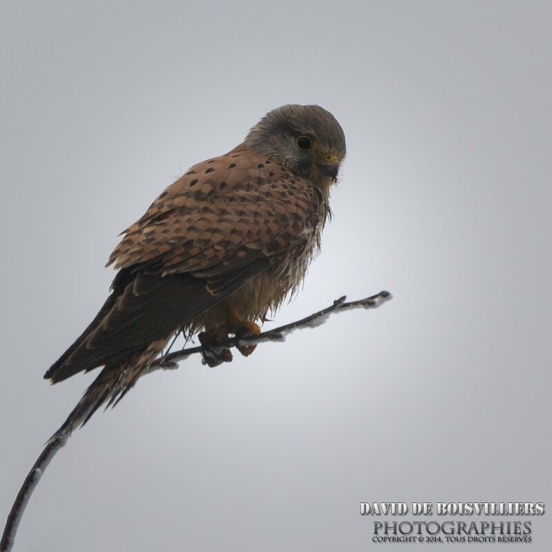 Faucon Crécerelle (Falco tinnunculus) ♀