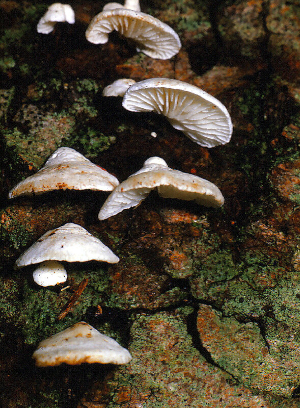 Crepidotus mollis DRG 1987 1009