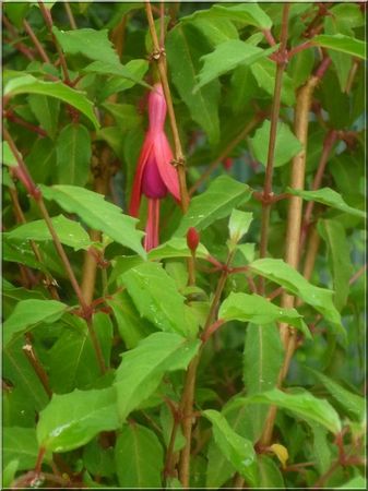 Fuschia