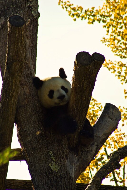 75-Panda Geant