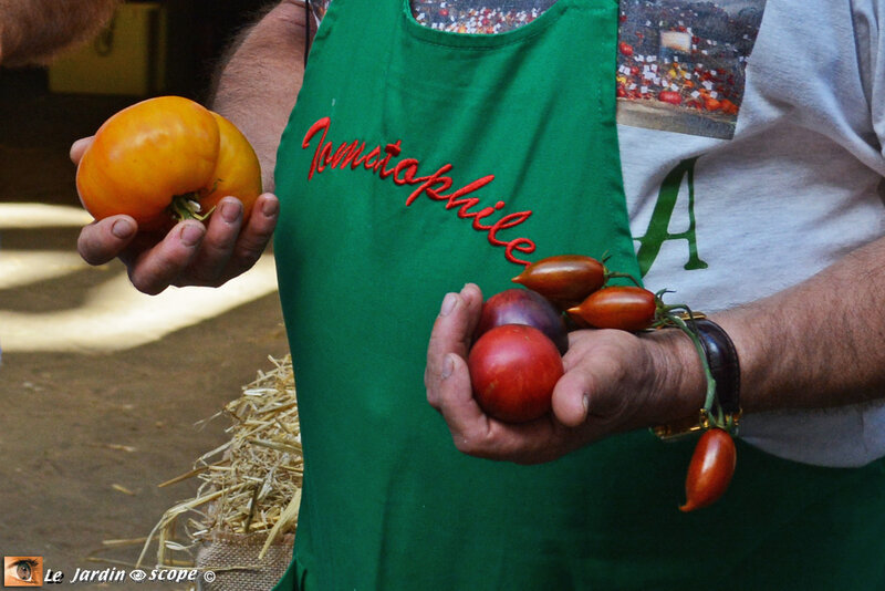Tomates-baptisées