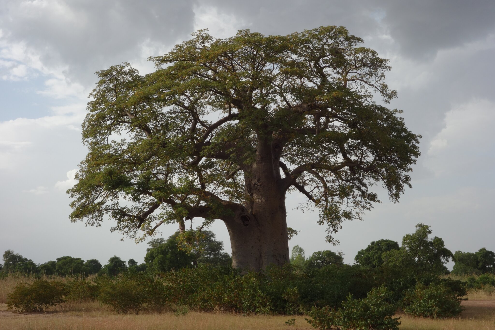 Un Baobab
