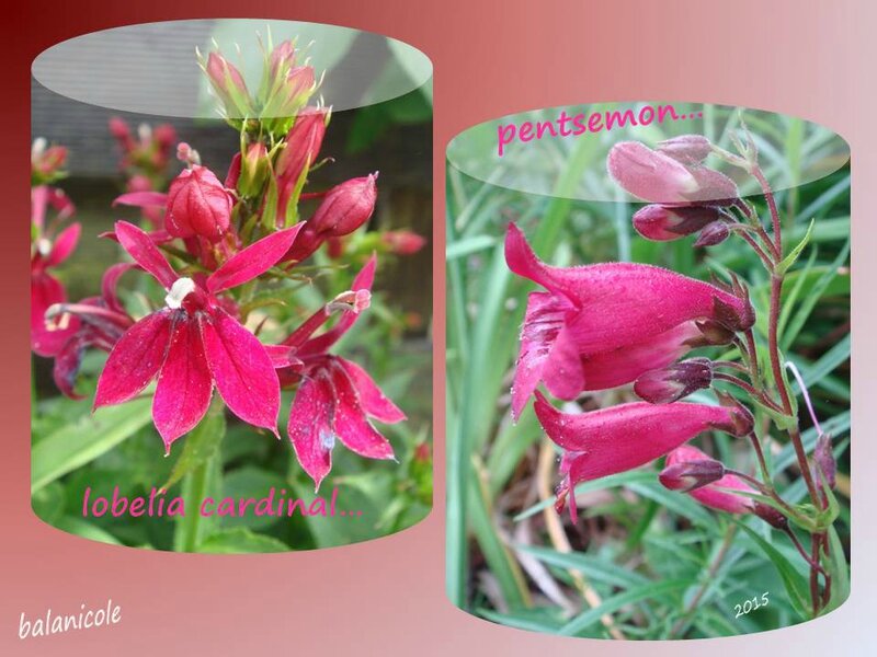 balanicole_2015_7_aout_fleurs diverses_38_lobelia rouge et pentsemon