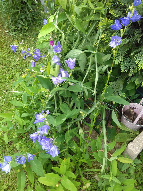 20190622_113347 - Copie