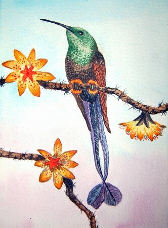 oiseau_mouche___raquettes_ou_colibri