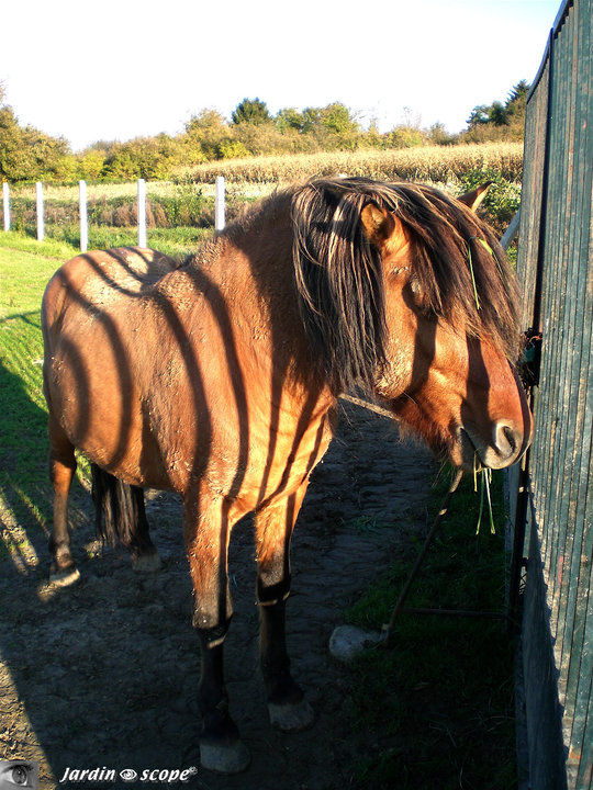 Cheval……zébré !