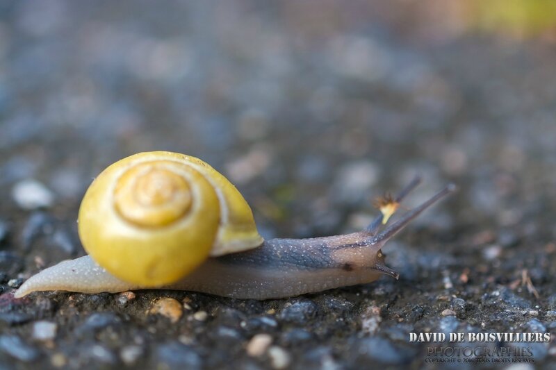Escargot de Pâques