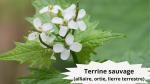 31 ALLIAIRE(2) Terrine Sauvage (Ortie, Alliaire, Lierre Terrestre)