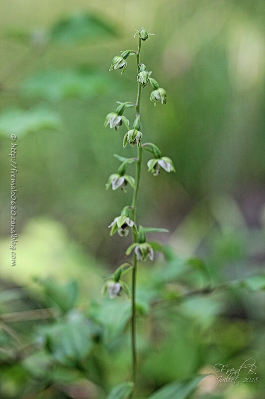 Epipactis helleborine