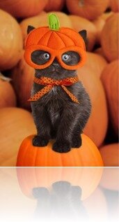 chaton-citrouille-lunettes-halloween