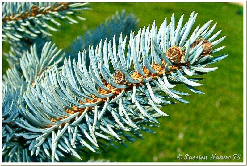 Les premiers bourgeons du jardin (10)