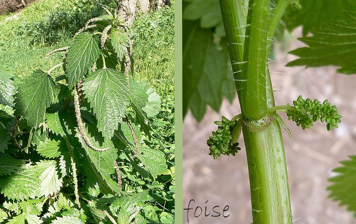 tige dressée souvent rameuse feuilles opposées plus longues que larges incisées, dentées