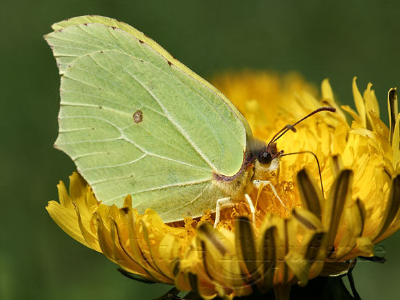 Macrophotographie-Nature-Insecte-Lepidoptere-Gonepteryx rhamni-Papillon citron1