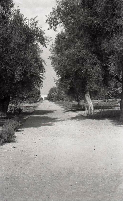 1951-Allée centrale-oliviers