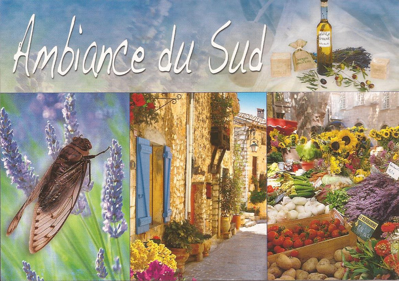 Ambiance du sud avec cigale