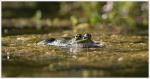 10 Galuchet grenouille oeil reflet 3 310716